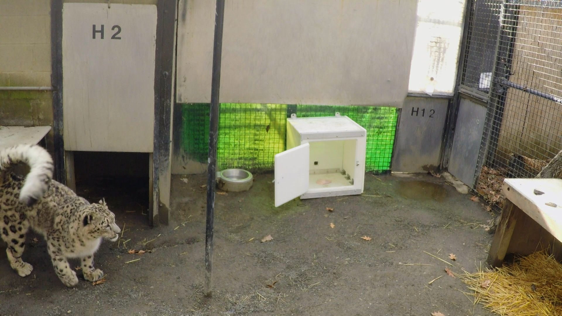 ذا زو الموسم 3 الحلقة 13 معالجة ويلو