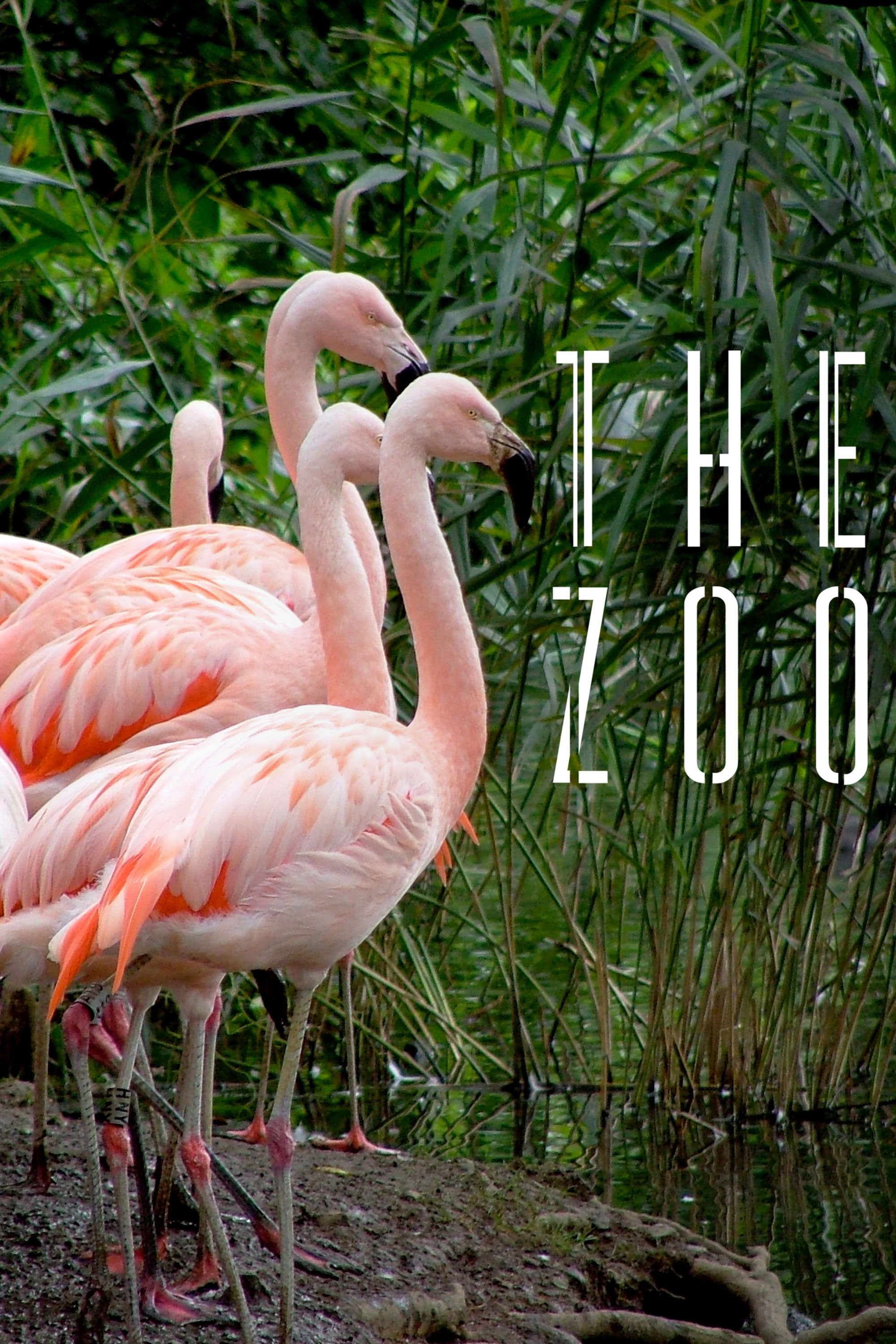The Zoo
