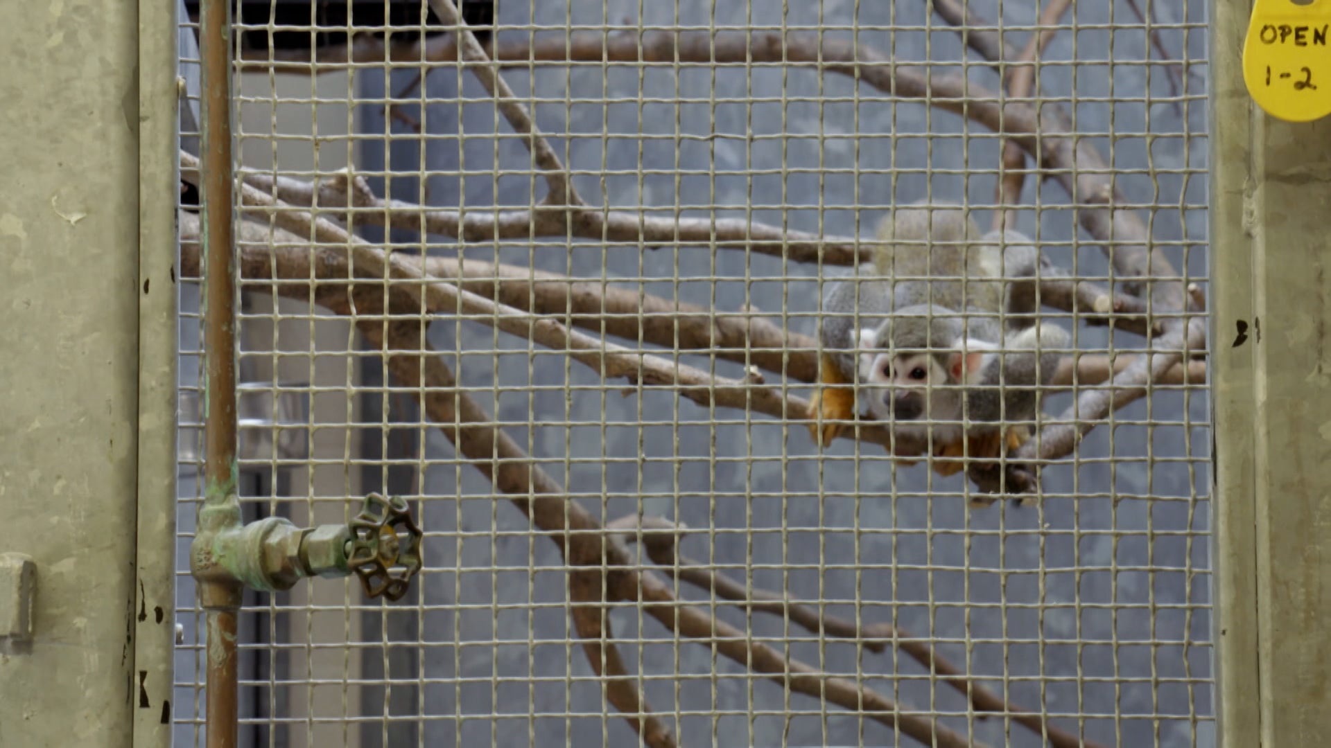 ذا زو الموسم 4 الحلقة 2 عودة السلحفاة العظيمة