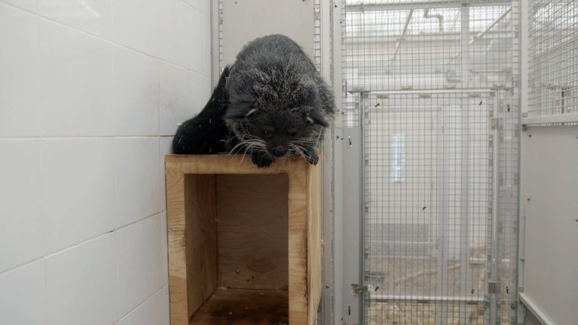 ذا زو الموسم 4 الحلقة 4 الحشرات المحبوبة