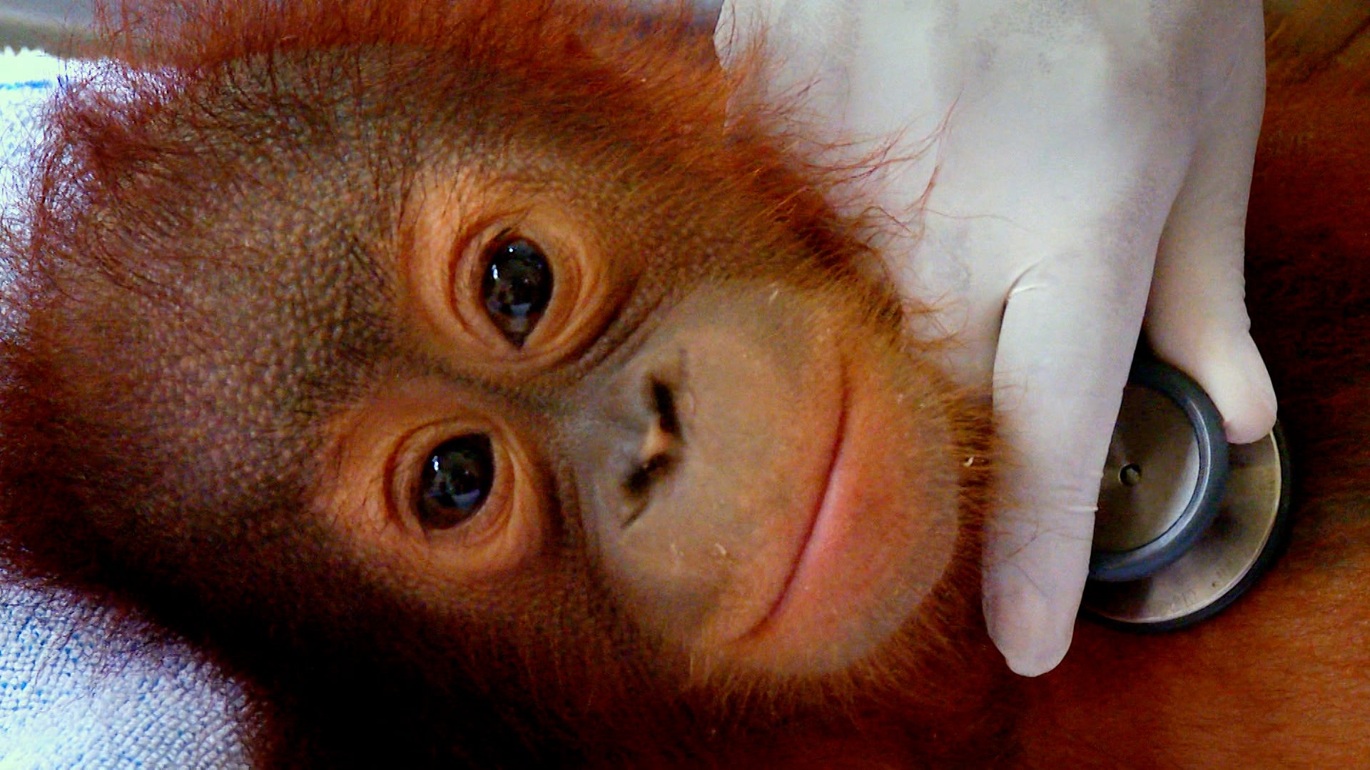 ميت ذا أورانجوتانز الموسم 1 الحلقة 1 التسلق وبناء الأعشاش