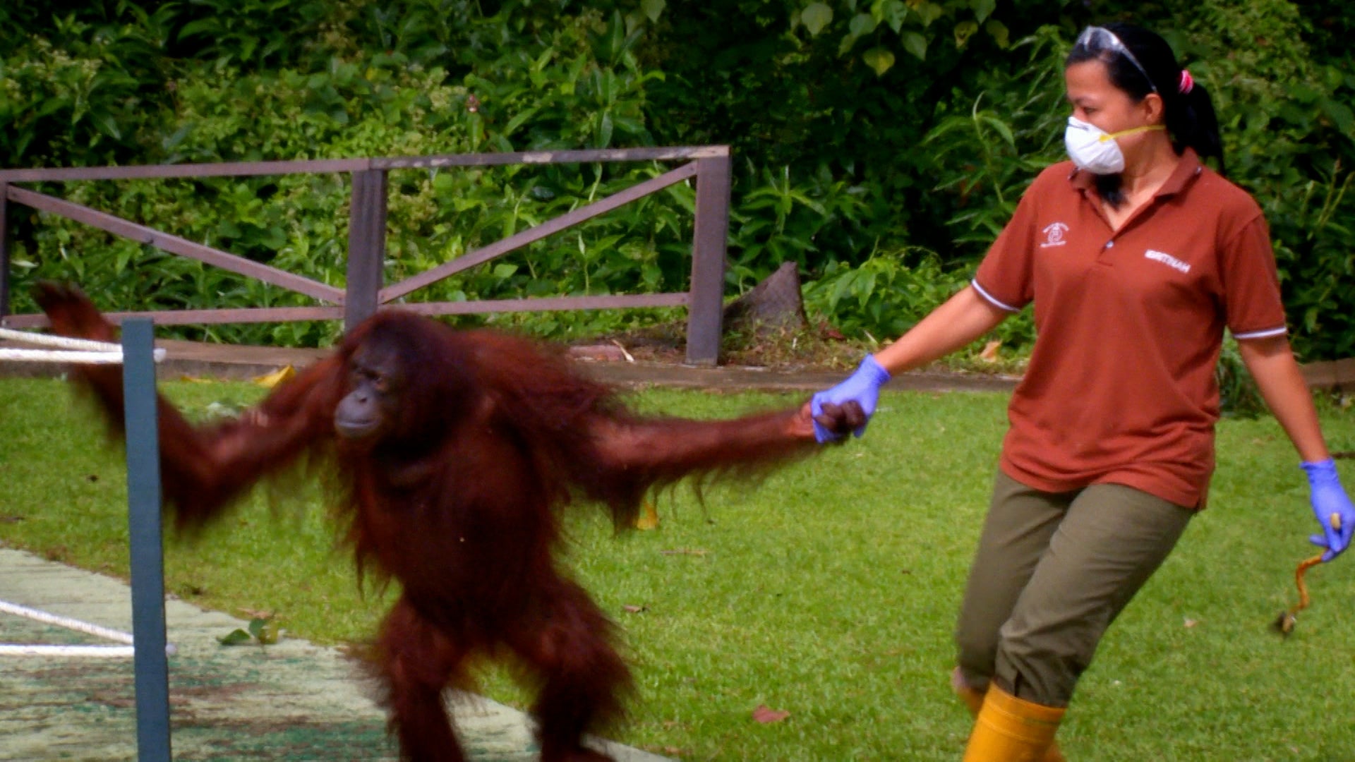 ميت ذا أورانجوتانز الموسم 1 الحلقة 2 الاستقرار