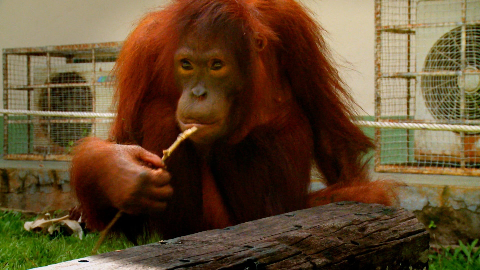 ميت ذا أورانجوتانز الموسم 1 الحلقة 3 لصوص خبراء