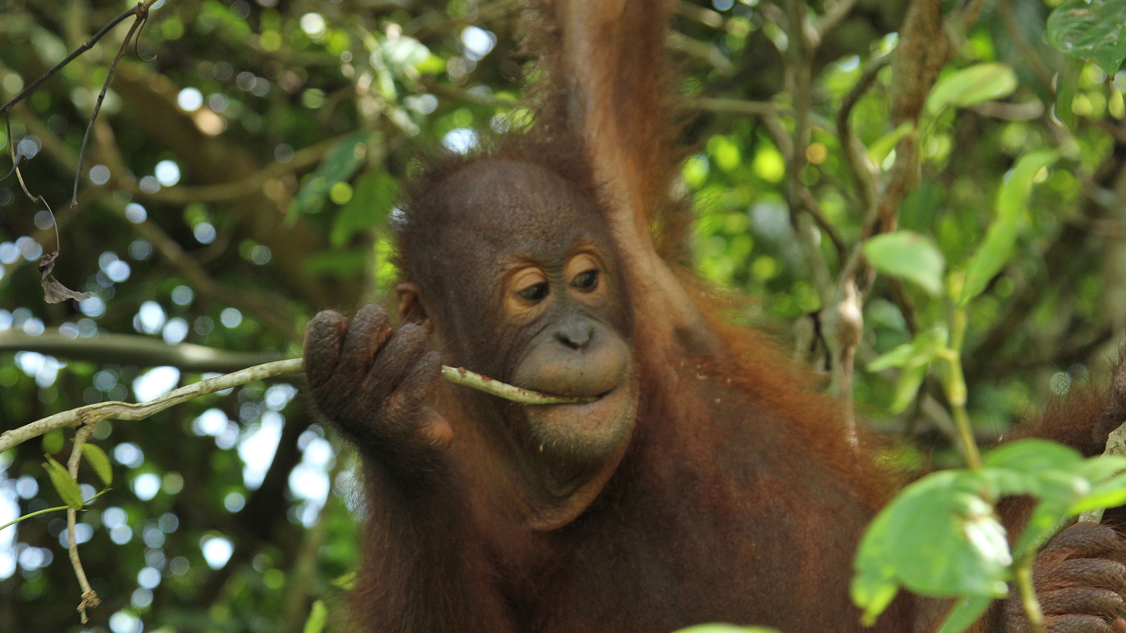 ميت ذا أورانجوتانز