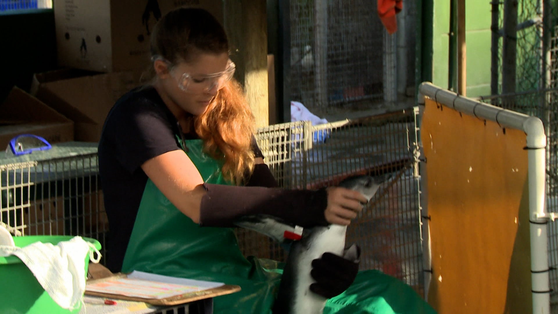 Meet The Penguins Season 1 Episode 5 Marital Troubles