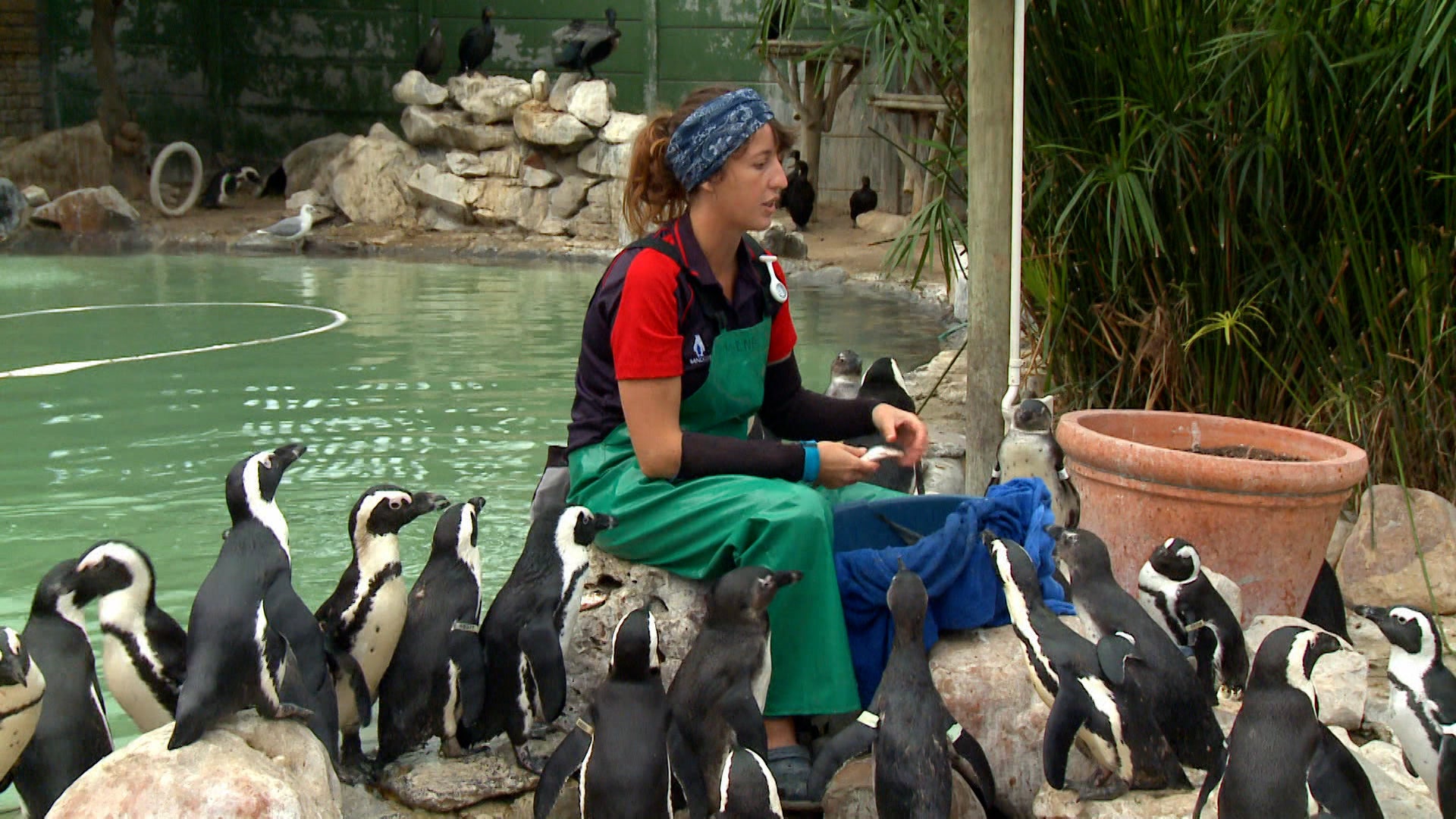 ميت ذا بينغوينز الموسم 1 الحلقة 6 فتاة عيد الميلاد