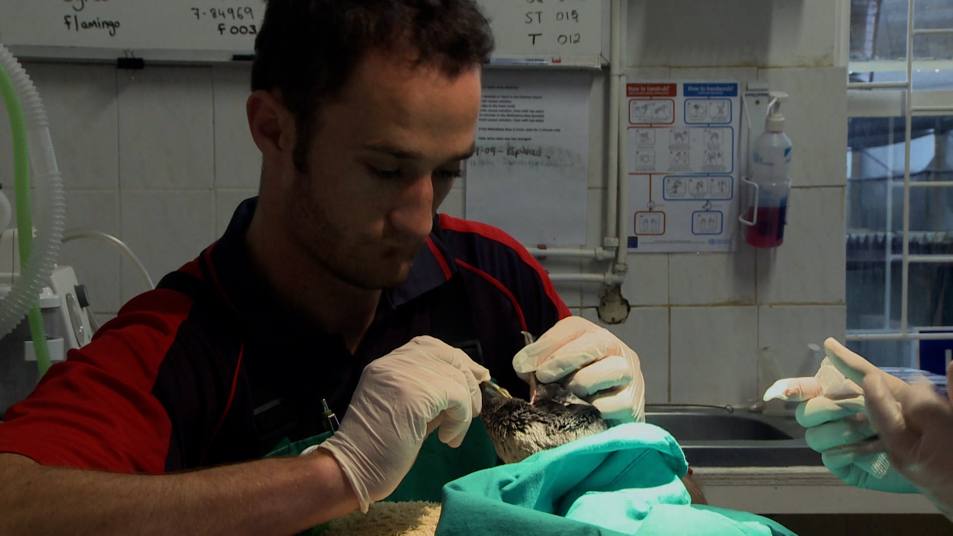 ميت ذا بينغوينز الموسم 1 الحلقة 8 الناجي الوحيد