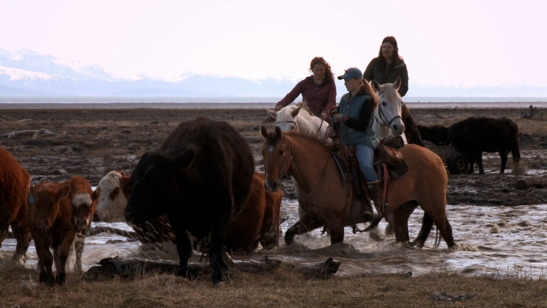 Alaska: The Last Frontier Season 7 Episode 4 The Day the Cattle Swam