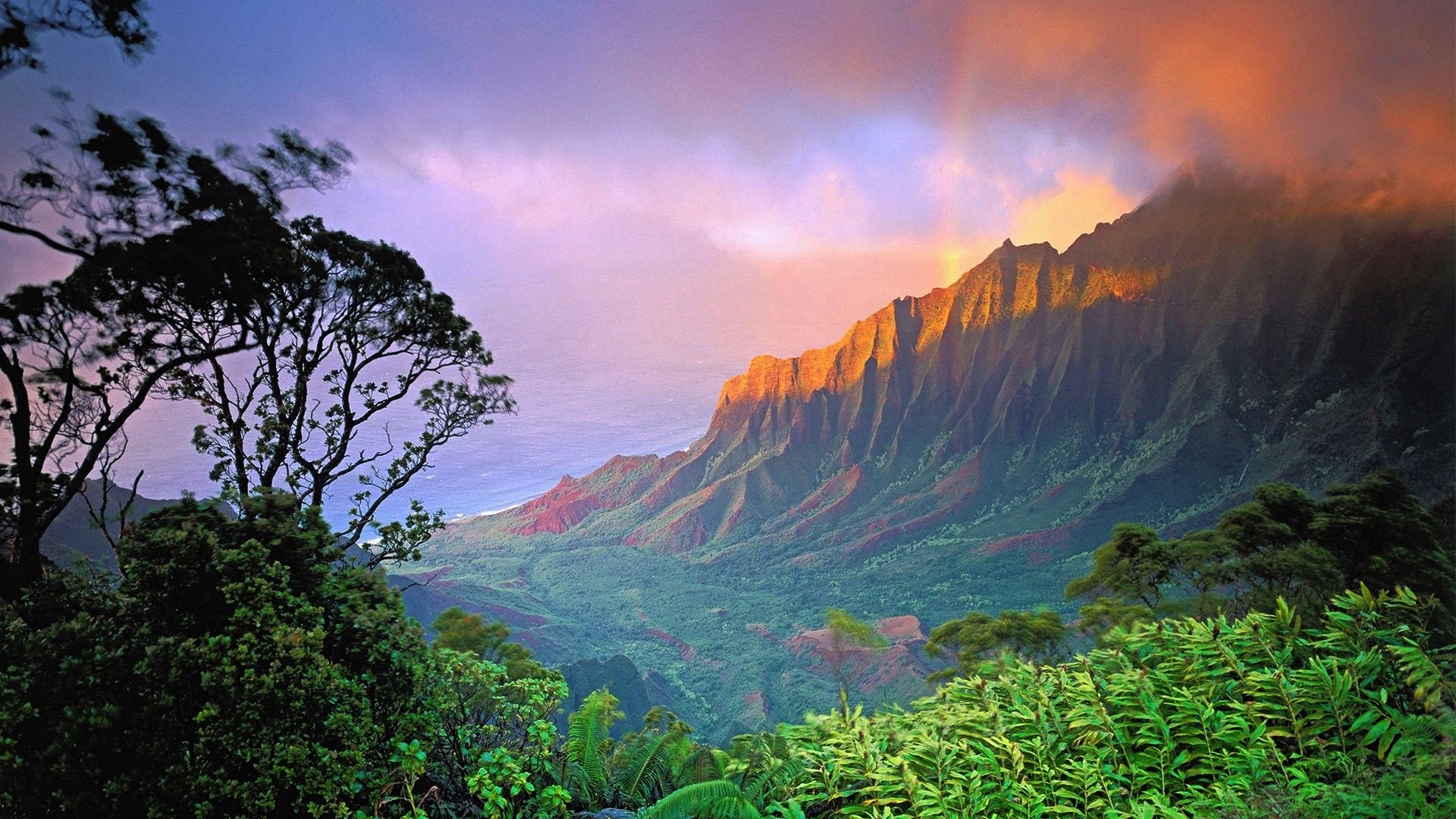 كوكب الغابة