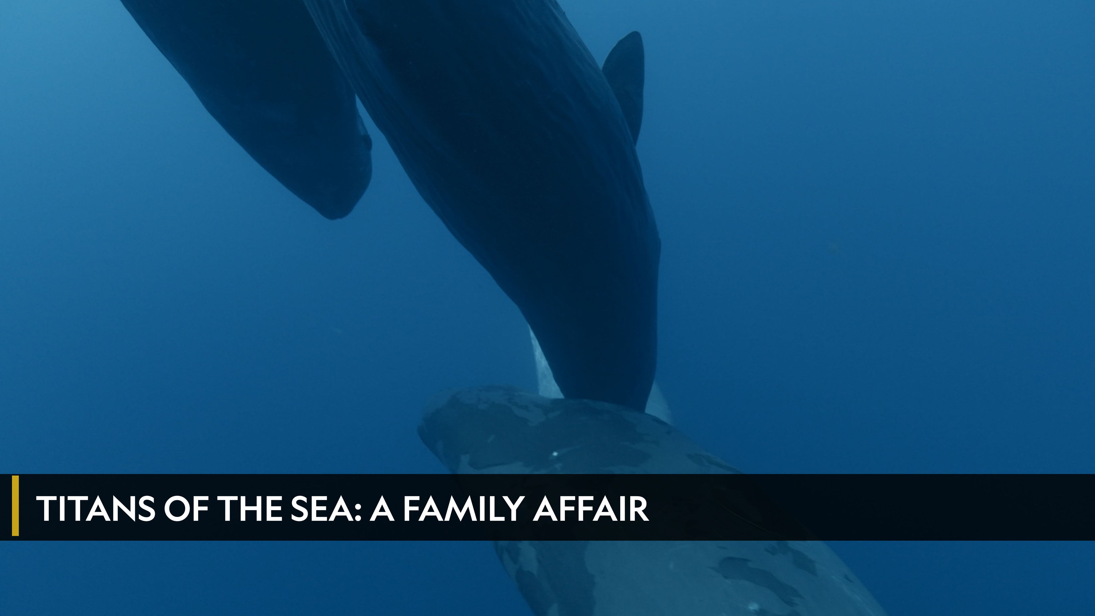 Titans of the Sea: A Family Affair