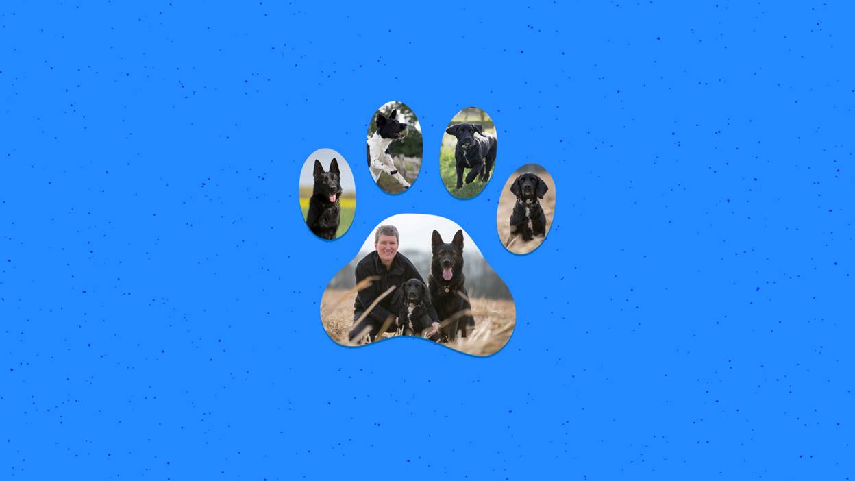 Dog Detectives
