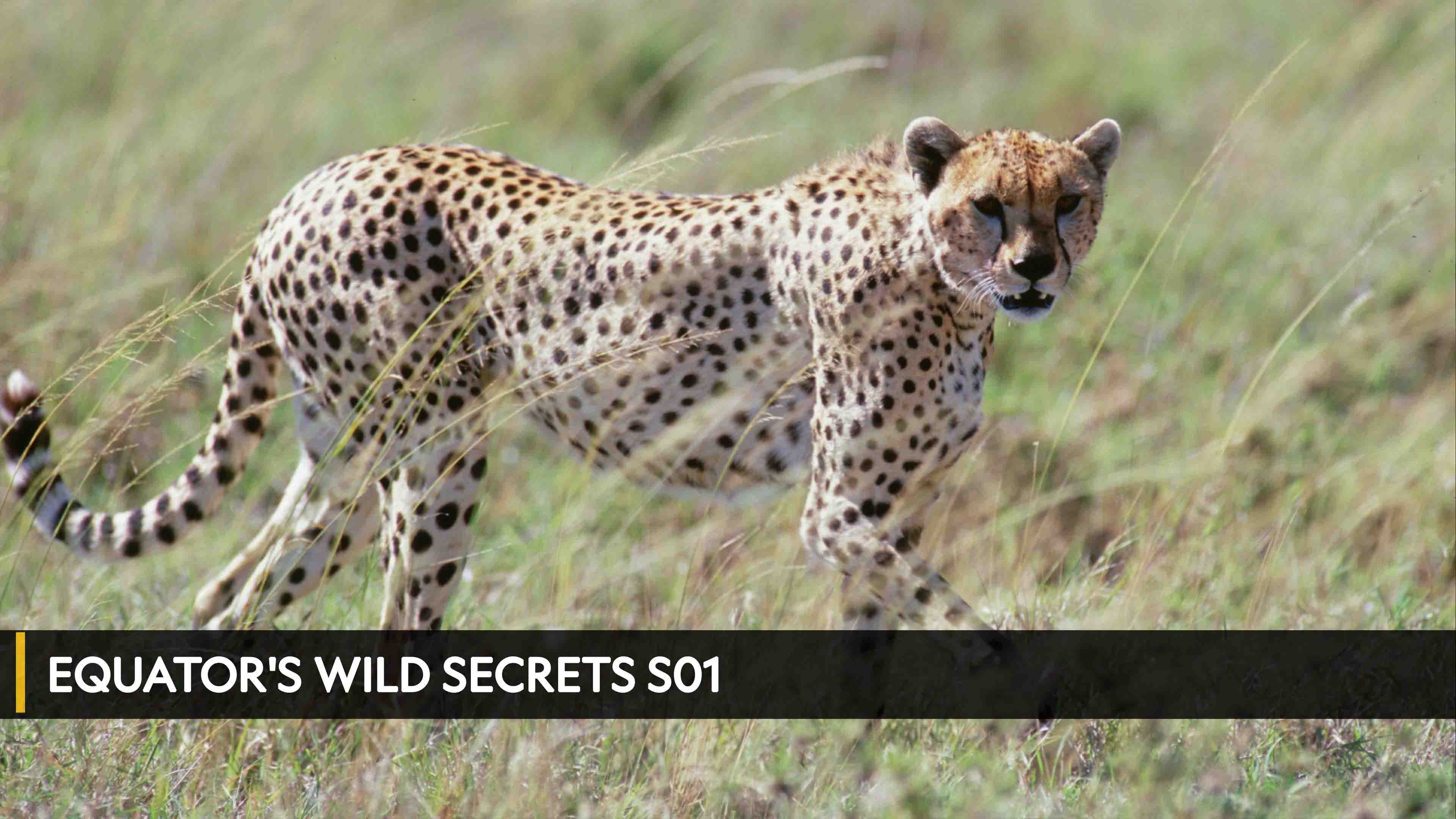 أمازون: ذا غريت فلود